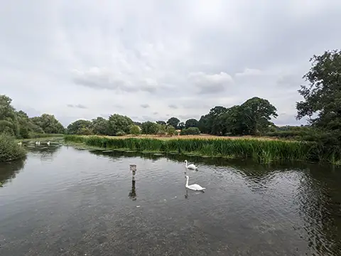 River Salisbury Avon, Upper Woodford